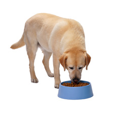 dog-eating
