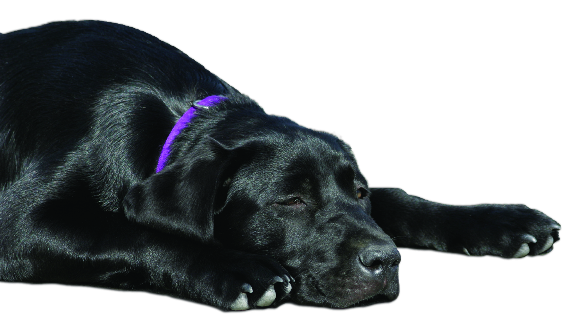 Help! I Think My Dog Has Arthritis In His Back Legs, What Now?Pet Library