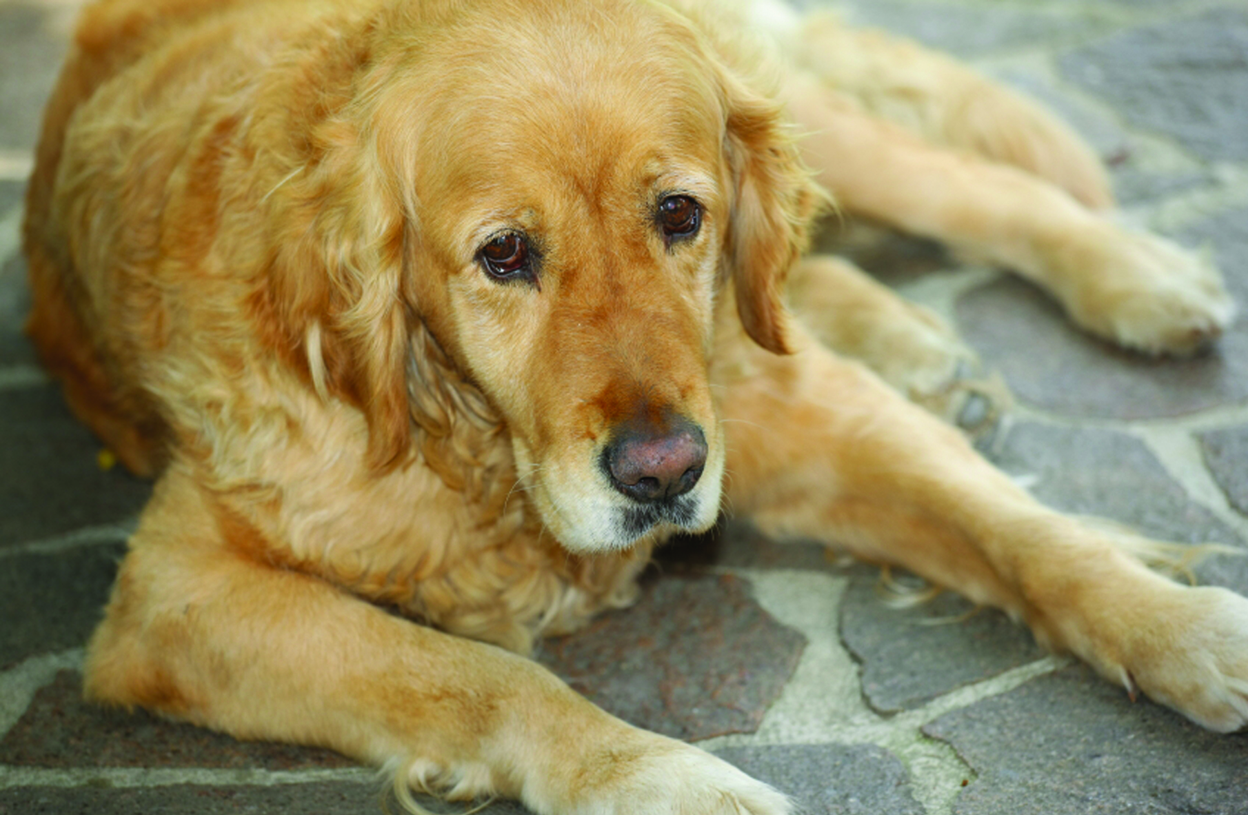 Pain Relief for Dogs What You Should KnowPet Library